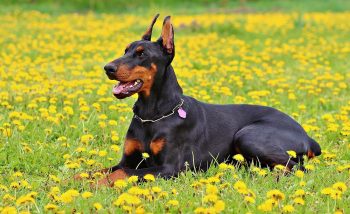 7 Crazy Things That Are Perfectly Normal for Dobermans