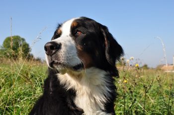 7 Crazy Things That Are Perfectly Normal for Bernese Mountain Dogs