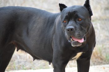 7 Crazy Things That Are Perfectly Normal For Cane Corso’s