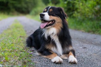 7 Crazy Things That Are Perfectly Normal For Australian Shepherds