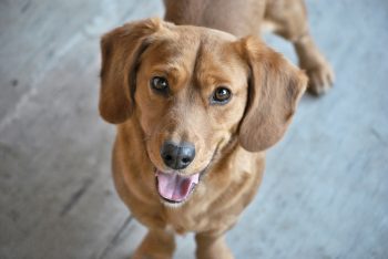 Are Dogs Allowed In Lowe’s?