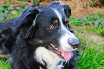 10 Dog Breeds with the Most Fascinating Facial Markings