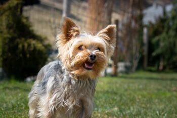 8 Secrets to Quickly Potty Training a Yorkie