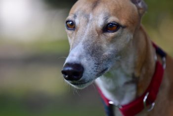 7 Crazy Things That Are Perfectly Normal for Greyhounds