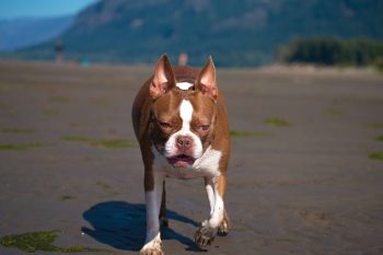 Boston Terrier Colors: 7 Stunning Variations with Pictures