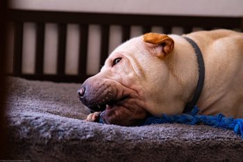 7 Crazy Things That Are Perfectly Normal for Shar Peis