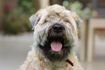 Cost of a Soft Coated Wheaten Terriers Puppy by US Region [2024]