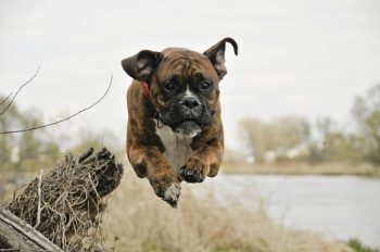 12 Dog Breeds with the Most Calming Presence for Anxious Owners