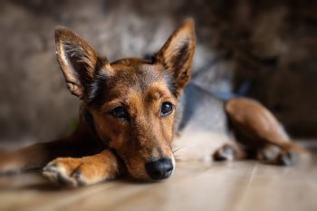 How Do Dogs Get Heartworm And How Can It Be Prevented?