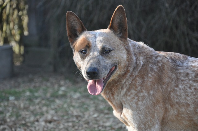 12 Smartest Dog Breeds: We Countdown The Most Brainiac Dogs