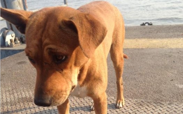 Dog Left at The Pier By Owner Waits There For A Whole Month