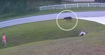 ‘Hero’ Comes Out of Nowhere And Saves Young Boy From Neighbor’s Dog Attack