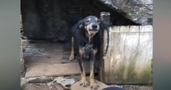 Dog Tied And Choked By Chain For 7-Years Finally Lifts Head In Hope