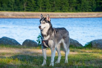 10 Dog Breeds with the Most Adventurous Spirits