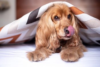 7 Dog Breeds That Are Surprisingly Good at Hide and Seek