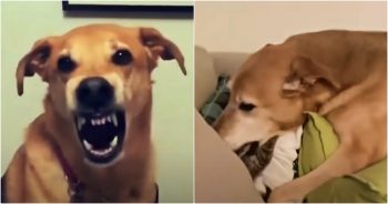 Seemingly Sweet Dog Aggressively Growls To Safeguard Tiny Life