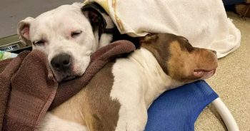 Faithful Dog Sticks With Cherished Friend During Their Darkest Day