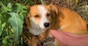 Guy Neared Dog Laying In The Brush Guarding Something Precious