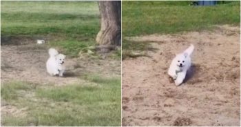 Frantic Dog Searches For Mom, Catches A Scent In The Wrong Direction