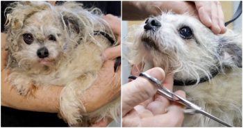 Groomer Transforms Neglected, Matted Dog Into a Dashing Gentleman