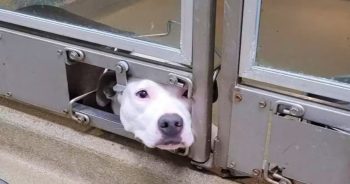 Dog Pokes Face Out Of Kennel To Say Bye As Her Friends Go Home