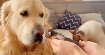 Woman Delicately Places Vulnerable Kittens Under Dog’s Nose