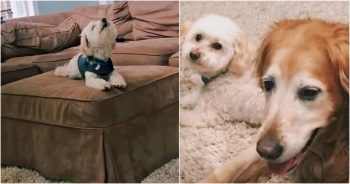 Dog Sings While Reminiscing About His Big Brother And Closest Friend