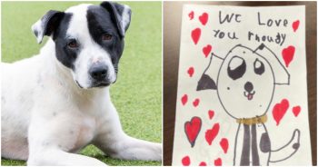 Child Made A Card For His Abandoned Dog That Gave Staff Goosebumps