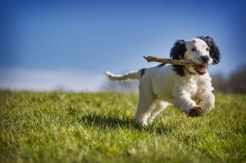 10 Dog Breeds That Make Great Agility Course Champions