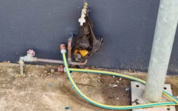 Flying Fox Clings to Water Tap, Unsure of What to Do Next