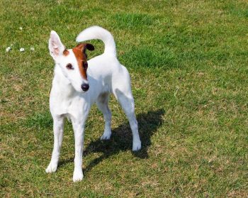 Cost of a Smooth Fox Terrier Puppy by US Region [2024]