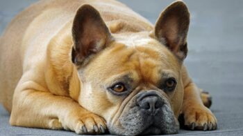 8 Secrets to Quickly Potty Training a French Bulldog