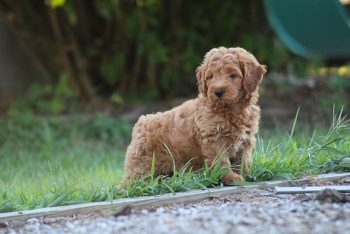 7 Crazy Things That Are Perfectly Normal for Goldendoodles