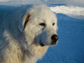 8 Secrets to Quickly Potty Training a Great Pyrenees