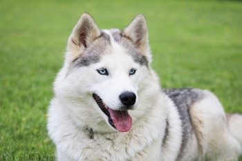 Top 10 Healthiest Dog Breeds