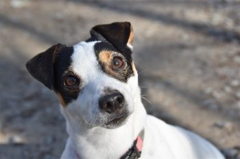 Jack Russell Colors: 7 Stunning Variations with Pictures