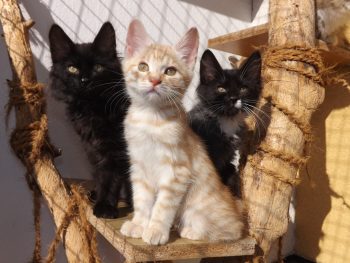 10 Rarest Cat Breeds