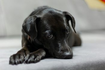 Cost of a Patterdale Terrier Puppy by US Region [2024]