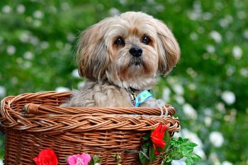 7 Crazy Things That Are Perfectly Normal for Lhasa Apso