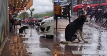 Dog Waits In Rain Daily for Owner For 8-Months, Reunion Caught On Camera