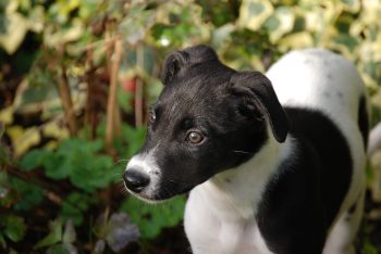 Cost of a Lurchers Puppy by US Region [2024]