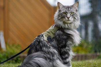 10 Smartest Cat Breeds