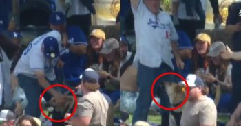 Dog Catches Home Run Ball and Steals the Spotlight at Baseball Game