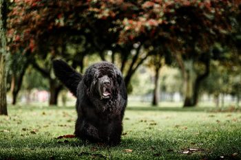 Newfoundland Colors: 7 Stunning Variations with Pictures