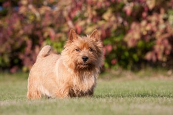 Cost of a Norwich Terrier Puppy by US Region [2024]