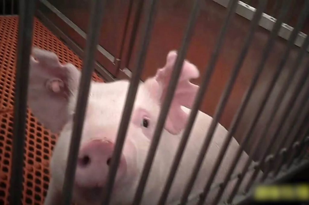 Another Death, Another Xenotransplant Failure: PETA Points to Problems With Pig Kidney Surgeries