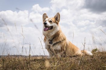 Which Dog Breed is the Most Intelligent? We Countdown the Top 15 Most Intelligent Breeds