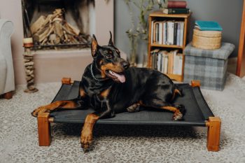 Doberman Colors: 7 Stunning Variations with Pictures