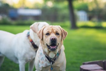 12 Most Playful Dog Breeds: We Countdown The Dogs That Keep the Fun Going