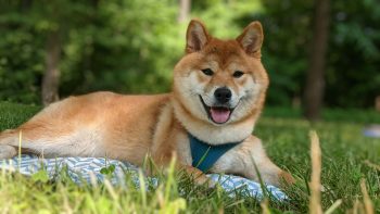 7 Crazy Things That Are Perfectly Normal for Shiba Inus